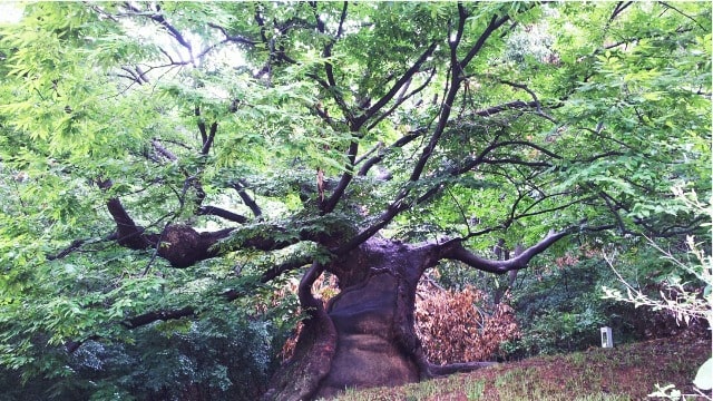 樹齢400～500年の大木